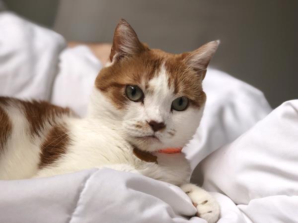 /Images/uploads/Minnesota Spay Neuter Assistance Program/MNSNAP/entries/9487.jpg